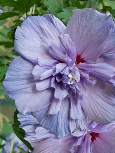 Blauer Hibiskus Blue Chiffon