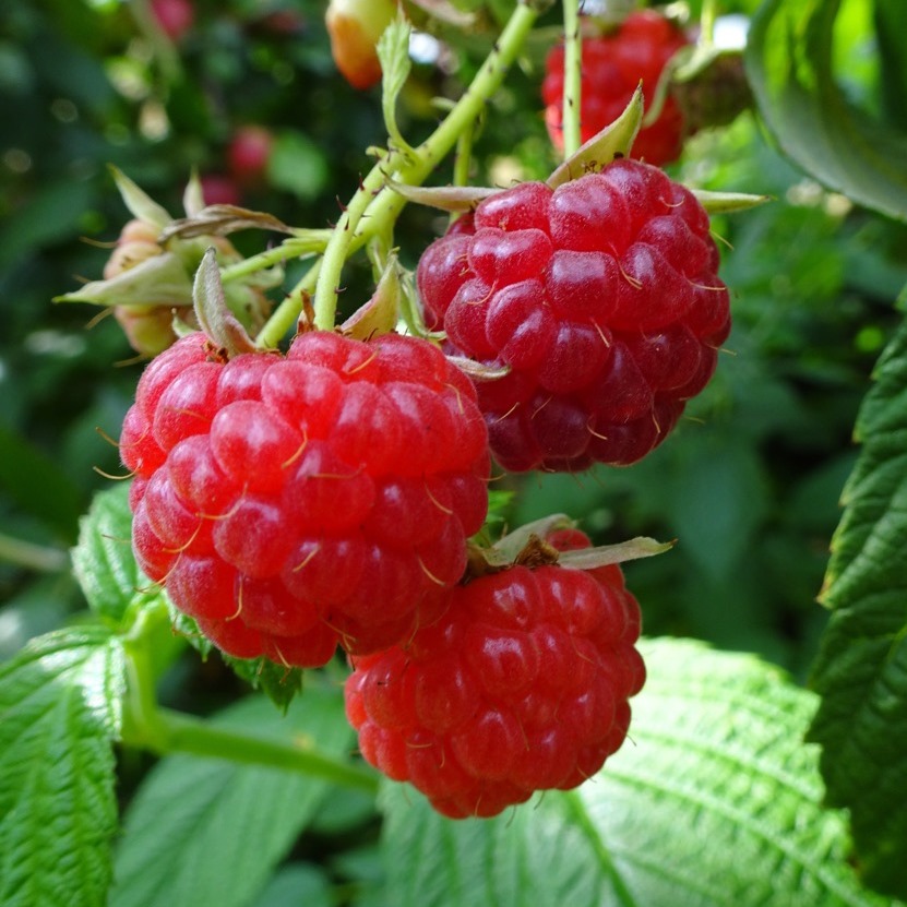 Lubera  Twotimer  Sugana (S) herbsttragende Himbeere
