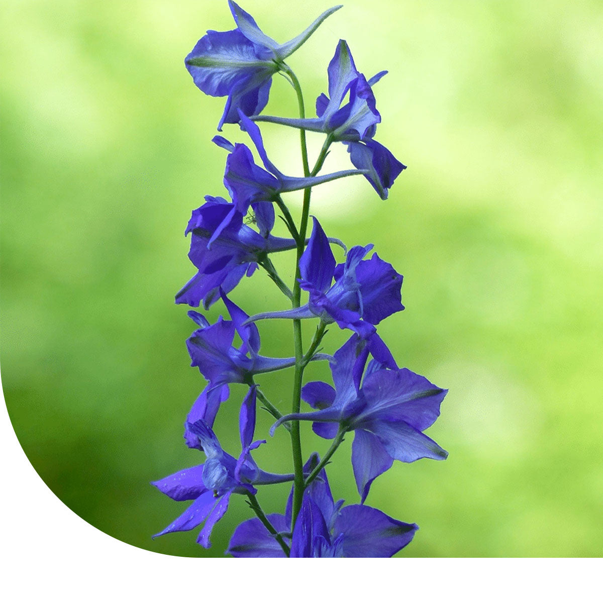 lavendel natrlich dngen Purgrn Lavendel-Dnger 1 Liter