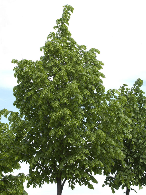 laterne bambus holz Bambus Laterne Solar main image 1