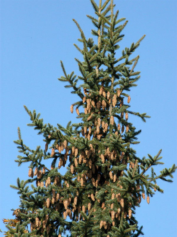 Blaufichte, Blautanne (Picea pungens glauca) | pf32523005
