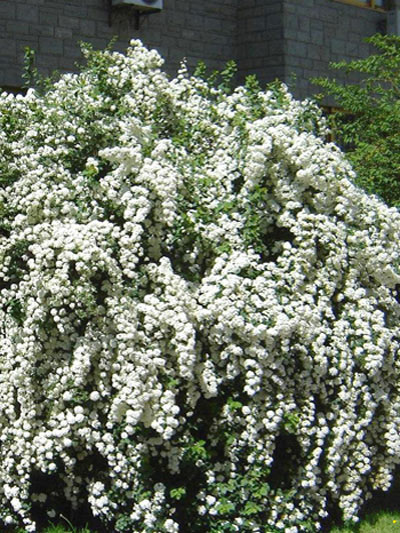 Spiraea arguta | Brautspiere