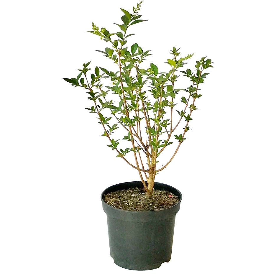 photinia plant Buy Red Tip Photinia Phoenix, AZ | Photinia x fraseri main image 1
