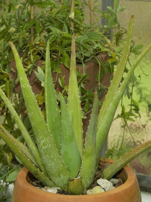 Echte Aloe vera