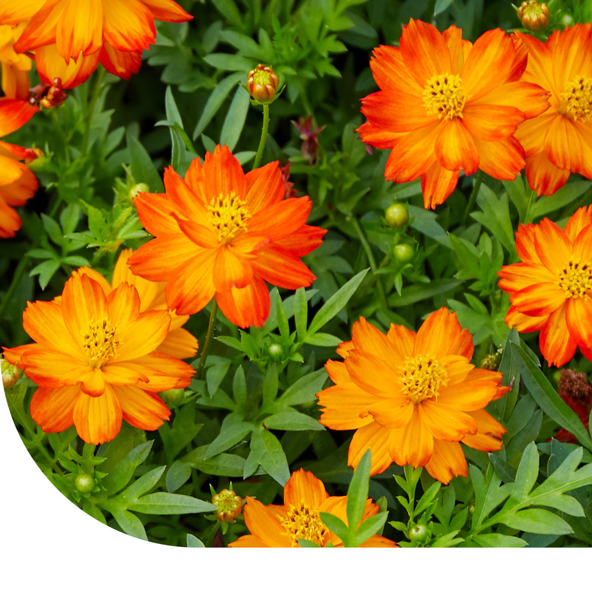 Cosmea mix 'Ladybird' - Cosmos sulphureus – Mulder Retail B.V.