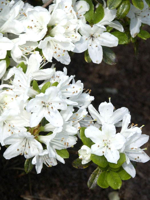 Rhododendron obtusum 'Kermesina Alba'