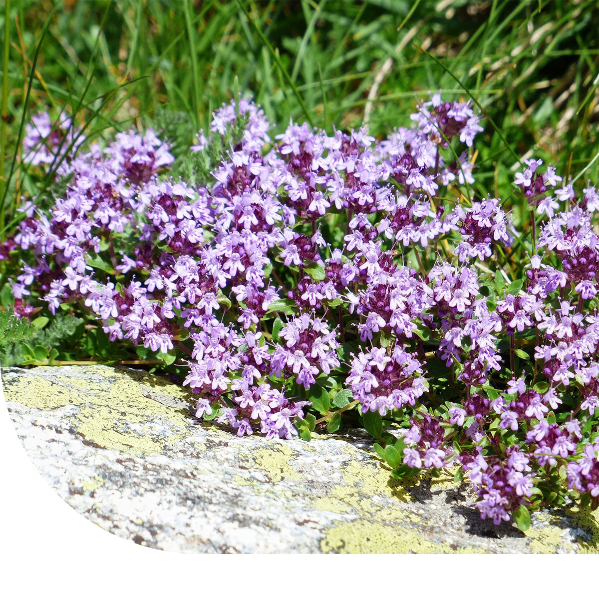 Sand-Thymian - Thymus serpyllum  Mulder Retail B.V.