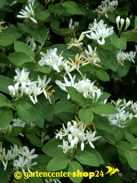 Heckenkirsche | Lonicera xylosteum