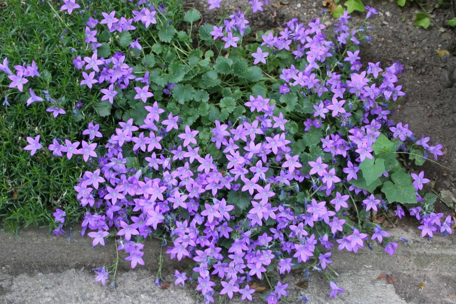 Campanula poscharskyana 'Blauranke' (Hängepolster-Glockenblume) – Gräfin von Zeppelin