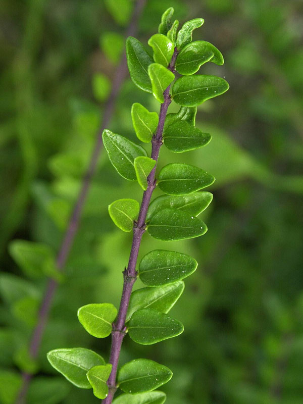 Lonicera nitida 'Maigrn', Heckenkirsche
