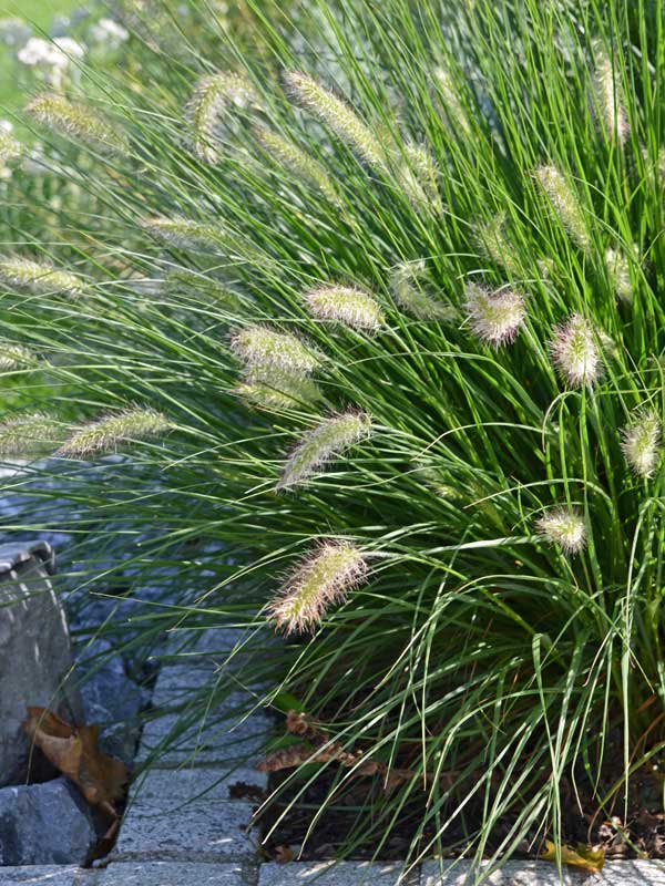 Pennisetum alopecuroides 'Hameln' | Lampenputzergras