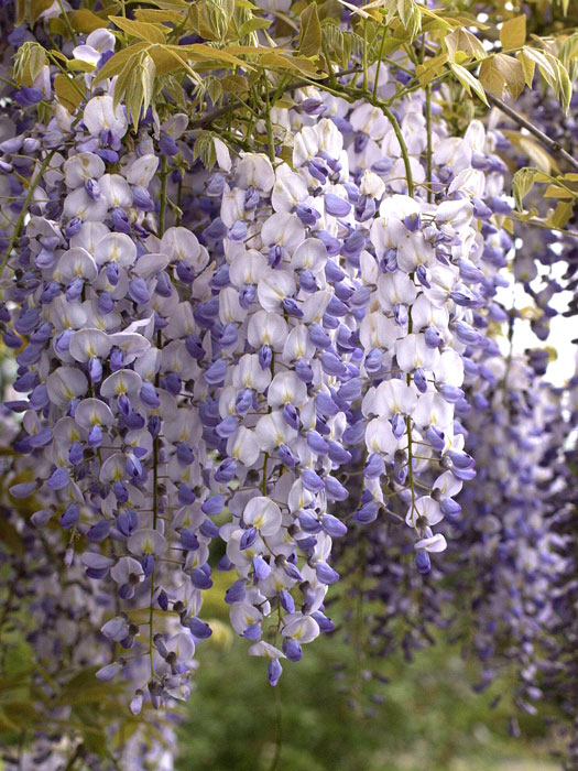 Wisteria sinensis | Chinesischer Blauregen