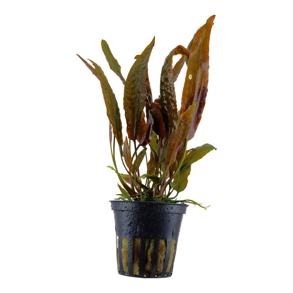 Cryptocoryne usteriana Tropica - Aquarium Plant Potted Aquascape