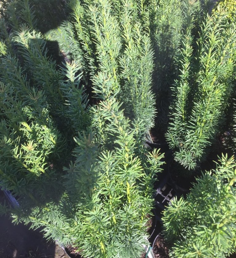 fargesia rufa sichtschutz Gartenbambus - Fargesia rufa
