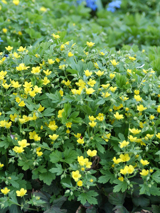 Waldsteinia geoides | Waldsteinie