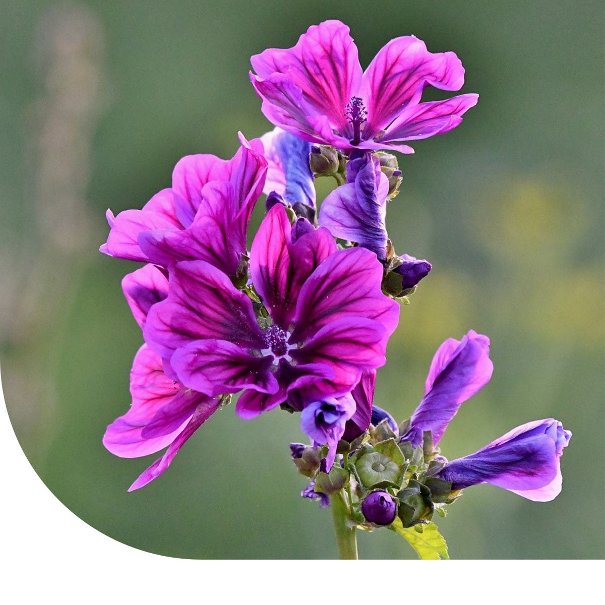 Wilde Malve - Malva sylvestris | MRS Seeds  Mulder Retail B.V.