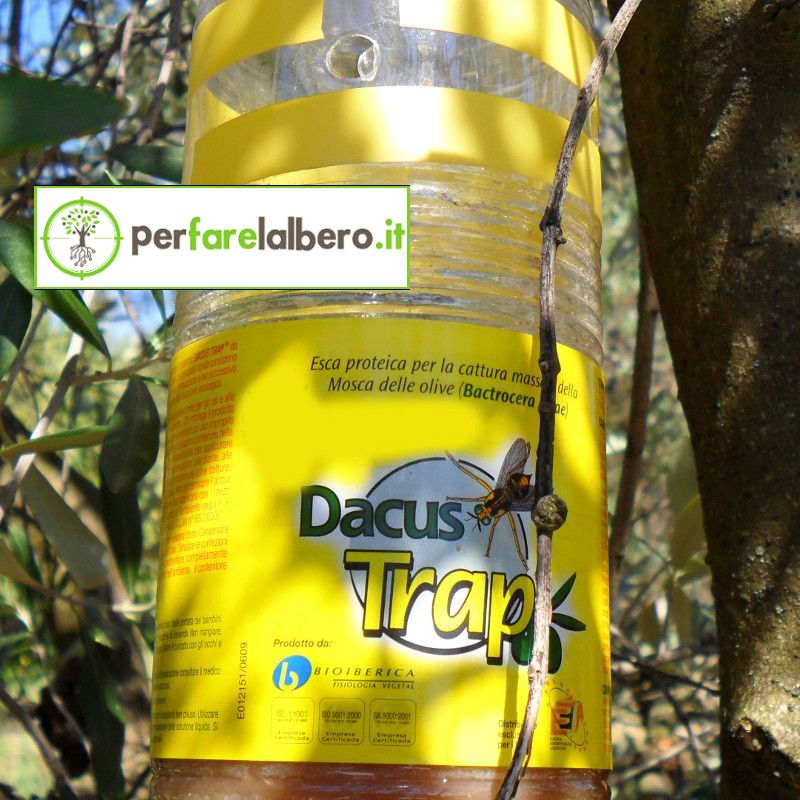 Panngu 50 Plant Flycatcher, Mosca Dell'olivo Trappole Appiccicose Gialle Bilaterali per Insetti Volanti - Volando in Serre, Olivo, Afidi, MosceriniFungini, Leafminers e Mosche Bianche (6x8 Pollici