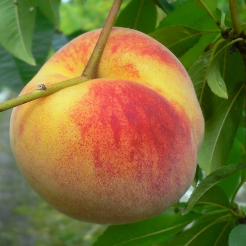Pfirsichbaum Wunder von Perm
