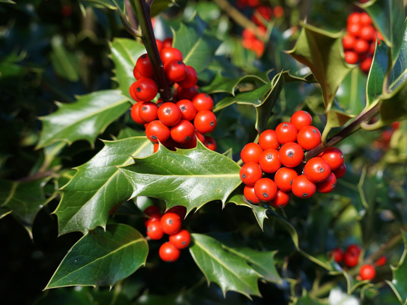 Ilex meserveae Heckenfee, Stechpalme