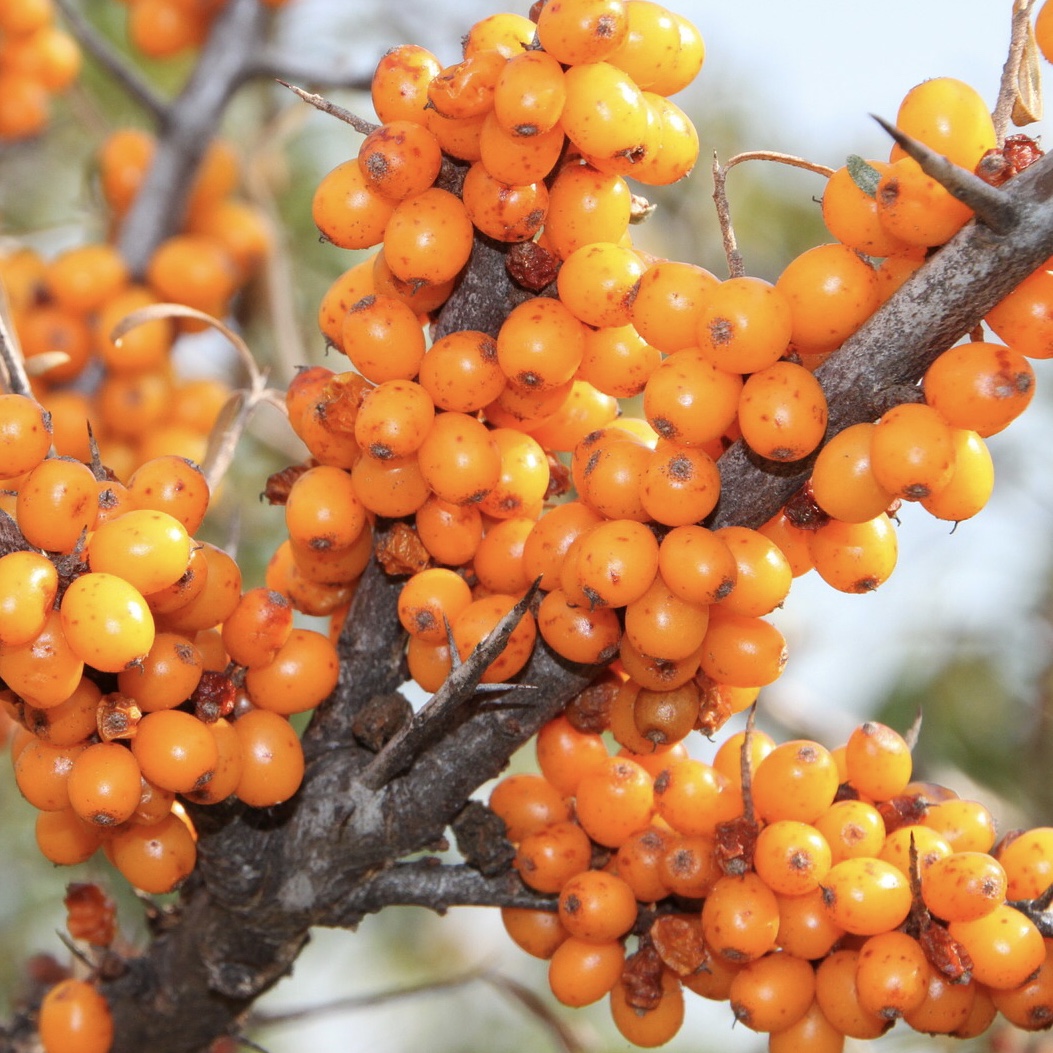 Weiblicher Sanddorn - Tytti Hippophae rhamnoides