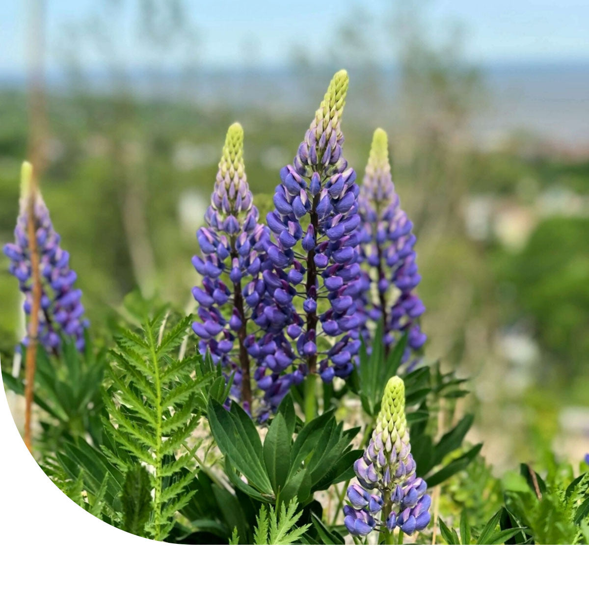 Schmalblttrige Lupine  Lupinus angustifolius  Mulder Retail B.V.