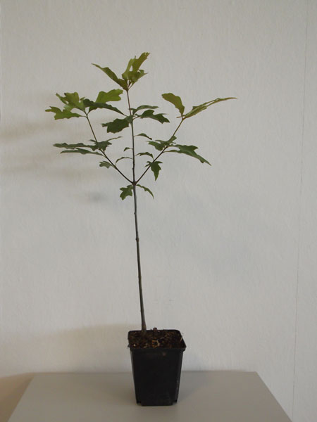 welchen dnger fr lebensbaum Thuja Dnger - Mineralischer NPK Flssigdnger mit Stickstoff