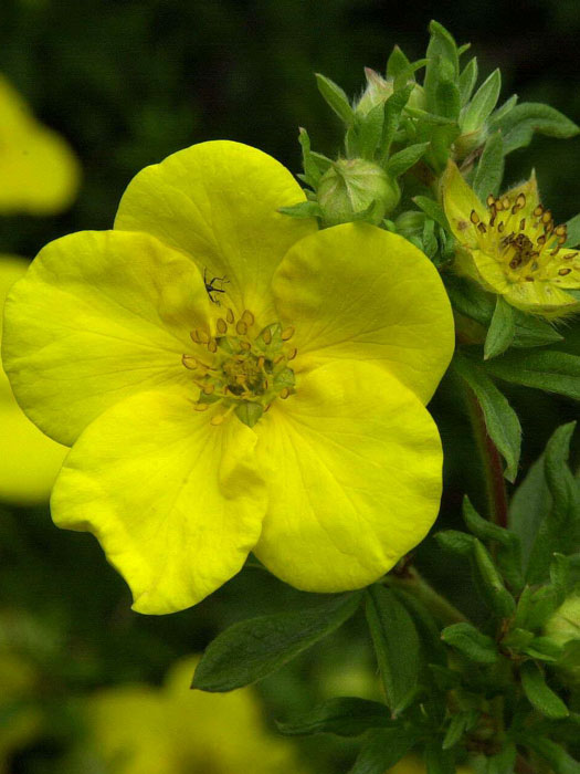regenwurm dünger flüssig Rhododendron Dünger flüssig 500ml - 10 L