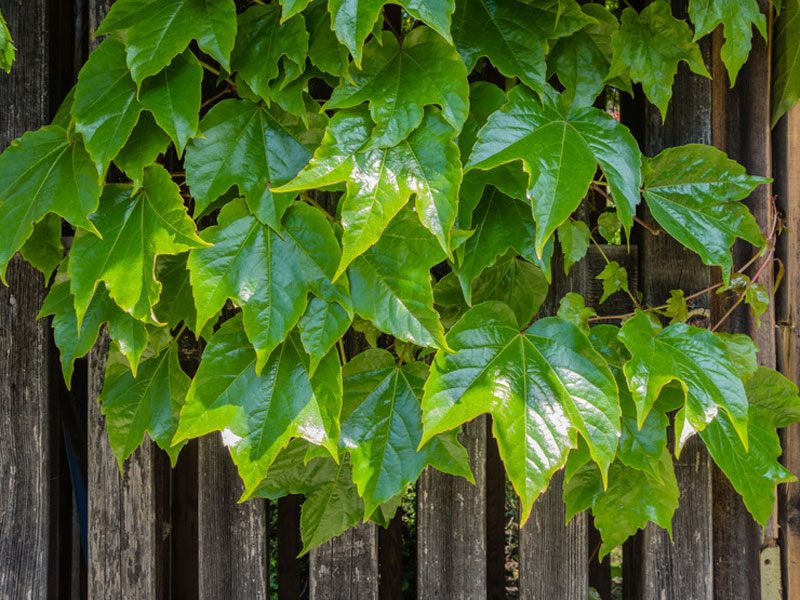 Parthenocissus tricuspidata Veitchii, Jungfernrebe