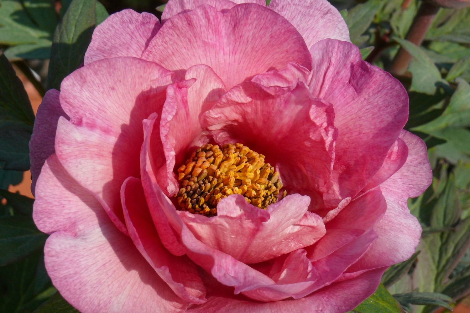 Paeonia Itoh-Hybride 'Pink Fairy' (Intersektionelle Pfingstrose) – Gräfin von Zeppelin