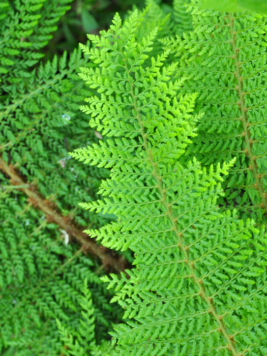 Polystichum 'Proliferum Herrenhausen'