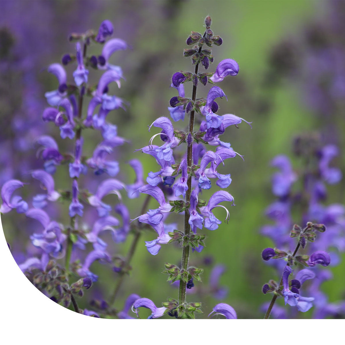 Wiesensalbei - Bienenpflanze fr kalkhaltigen Boden  Mulder Retail B.V.
