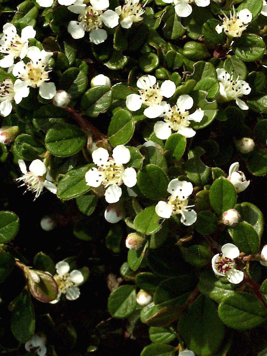 womit kann man erdbeeren düngen Erdbeerdünger main image 0