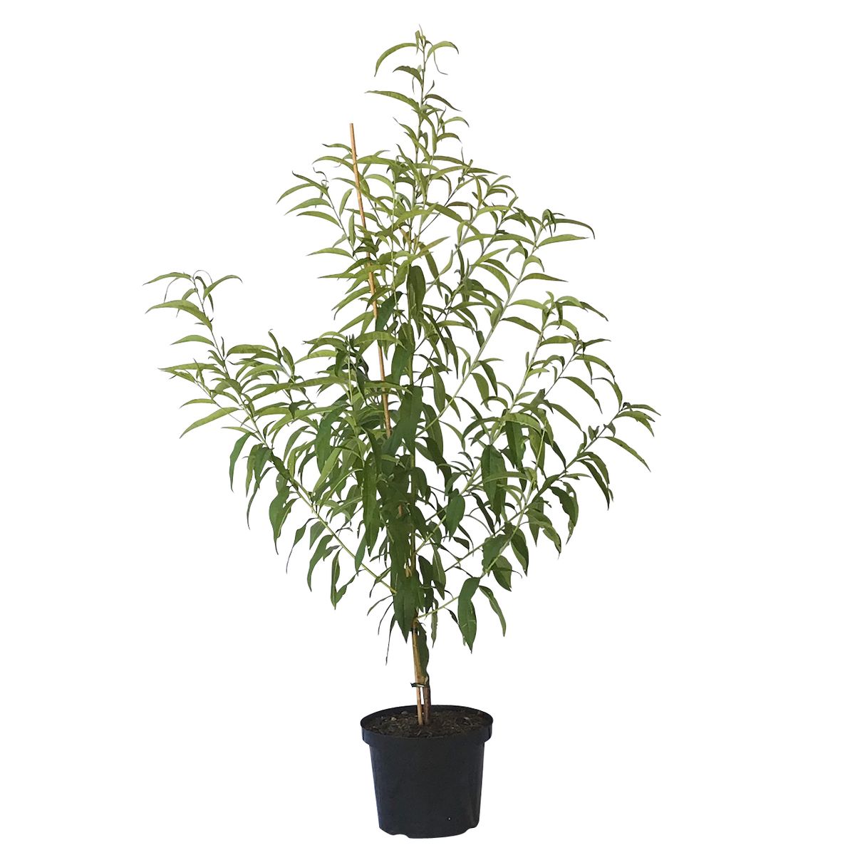 bester dünger für hanf indoor EMISTO BIO Hanf Dünger – organisch für Cannabis kaufen