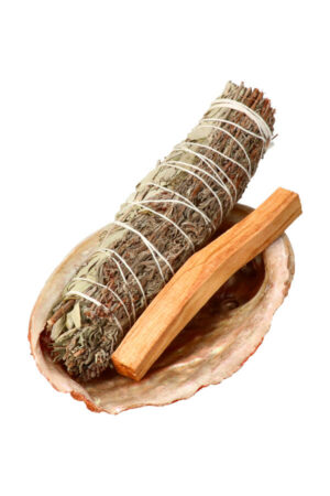 Abalone Schelp Kopen | Prachtige Abalone Schelpen