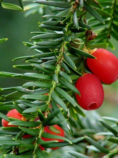 Taxus baccata