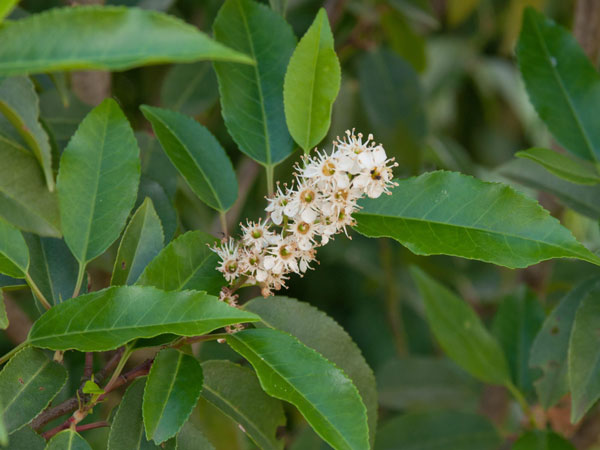 Portugiesischer Kirschlorbeer