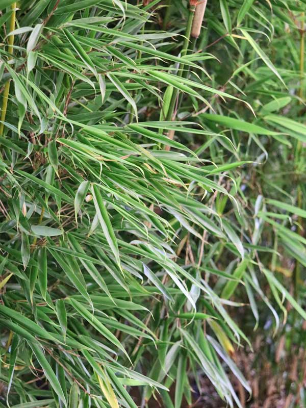 Fargesia robusta 'Campbell'