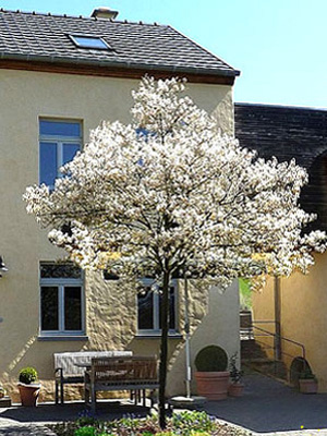 Amelanchier lamarckii, Felsenbirne - Hochstamm - XXL-Produkt
