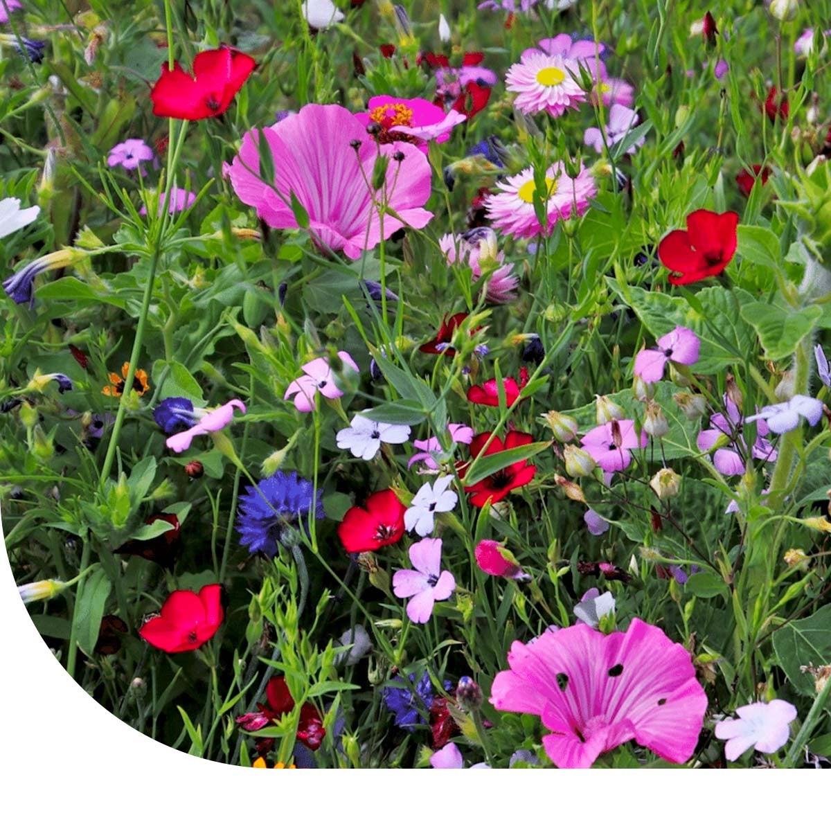 Wildblumenmischung Hochstauden - mehrjhrig  Mulder Retail B.V.