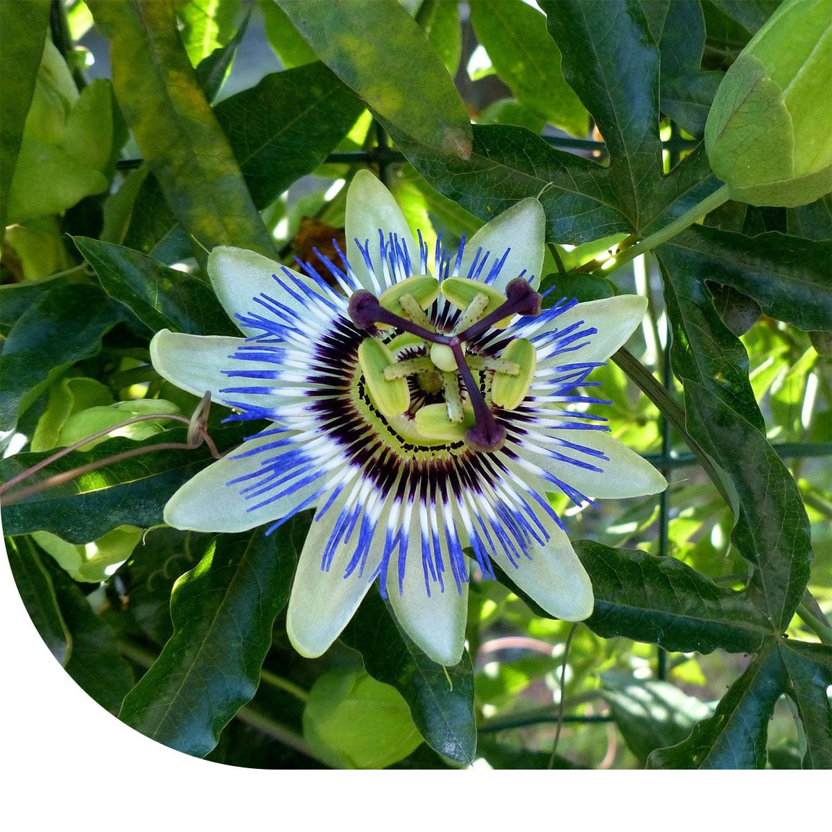 Blaue Passionsblume - Passiflora caerulea  Mulder Retail B.V.