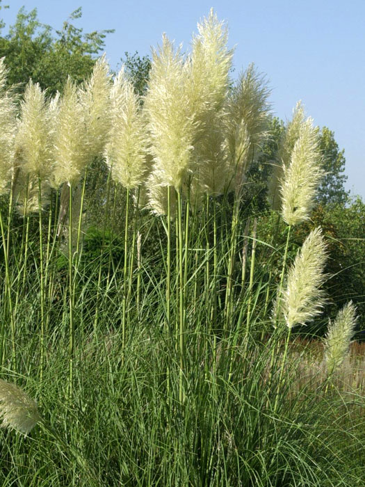 Cortaderia selloana | Pampasgras