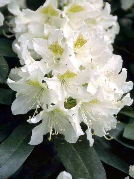 Rhododendron Cunningham's White