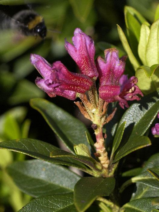Rhododendron ferrugineum