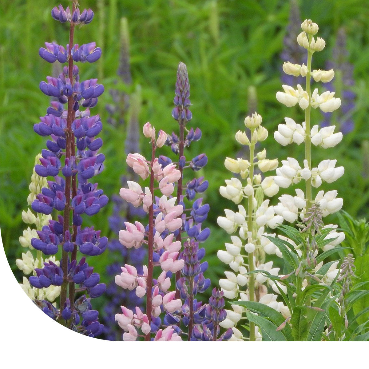 Vielblttrige Lupine  Lupinus polyphyllus  Mulder Retail B.V.