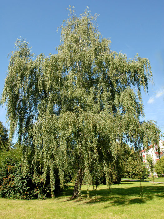 Sandbirke, Betula pendula