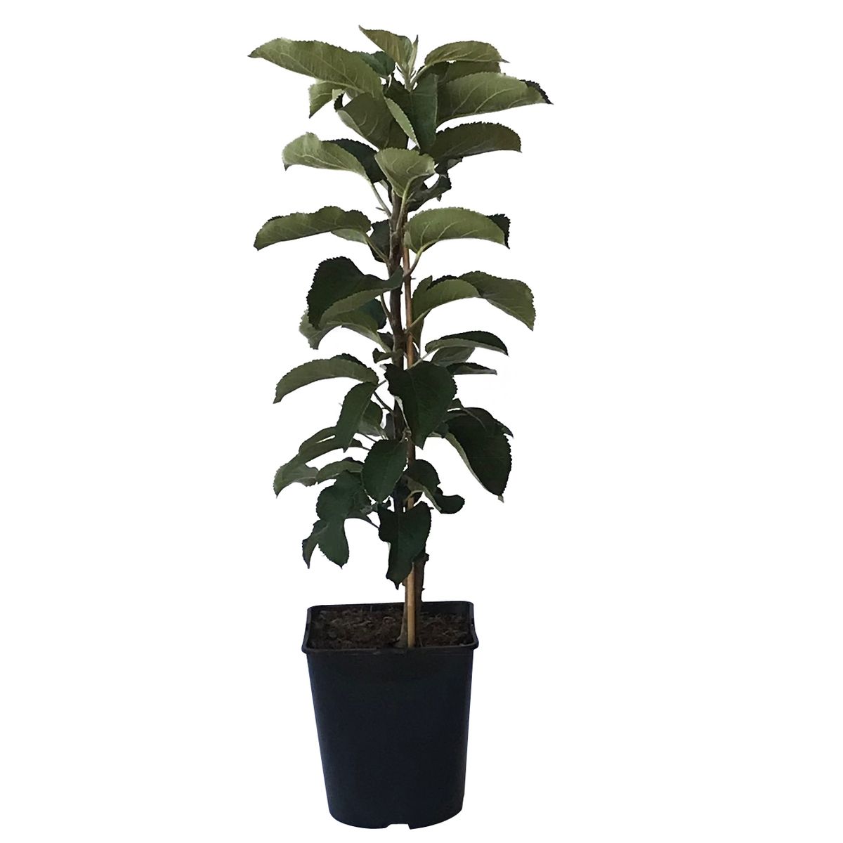 dieffenbachia variegata Dieffenbachia variegated spp main image 1