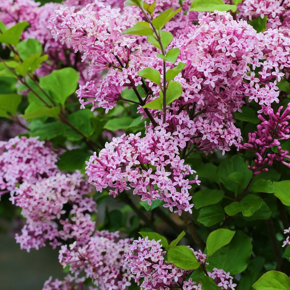 Zwergflieder Syringa meyeri Palibin hell - lila blhend