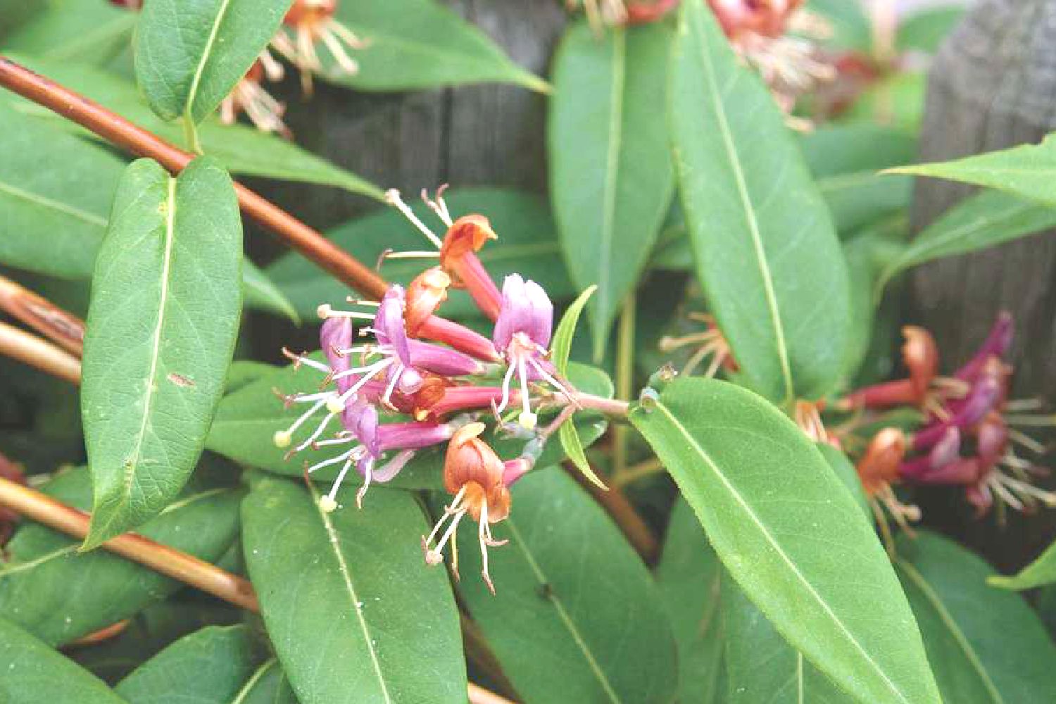 Lonicera henryi (Immergrne Geischlinge)  Grfin von Zeppelin