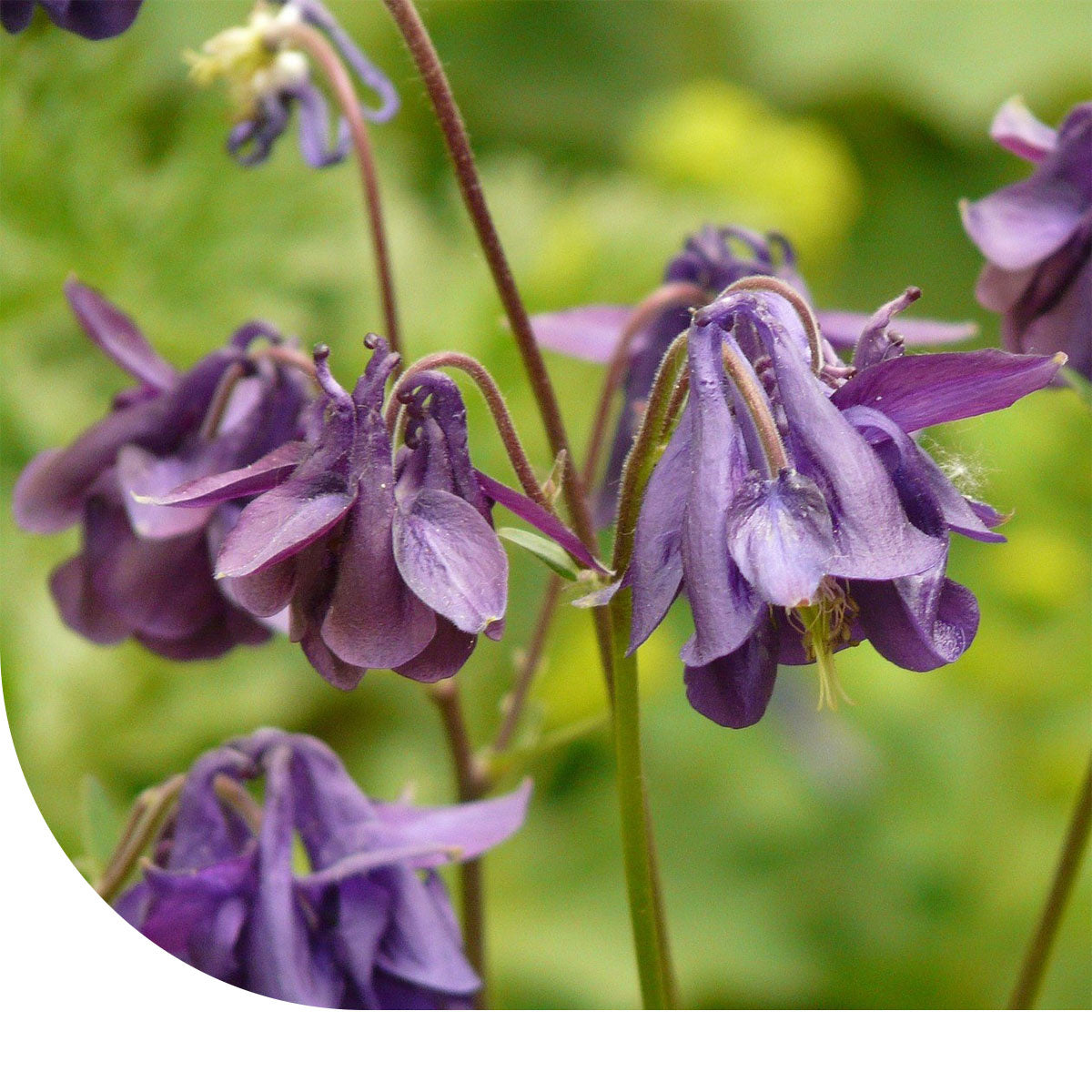 Gemeine Akelei - Aquilegia vulgaris  Mulder Retail B.V.