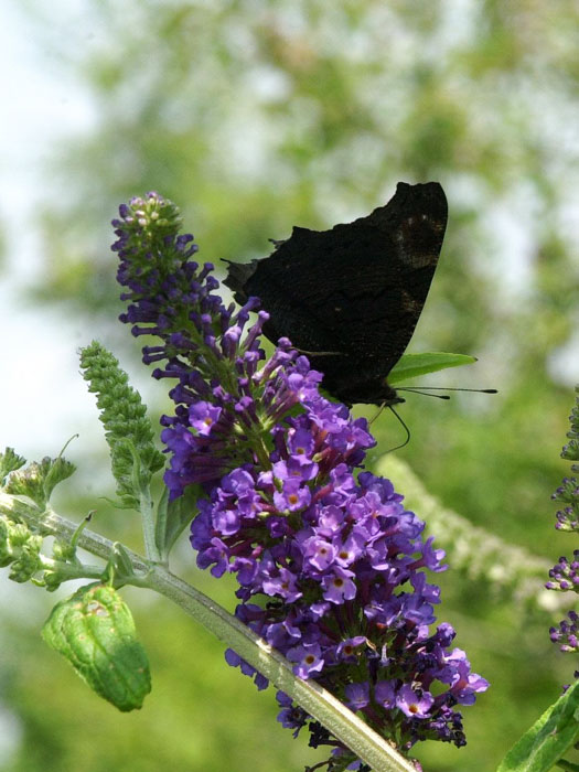 Buddleja Empire Blue